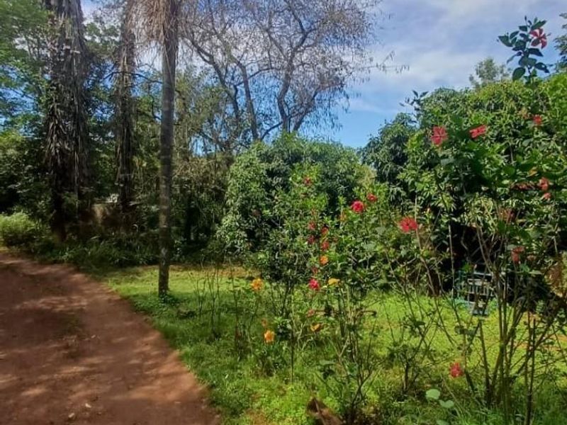 Small holding on Soutpansberg with Macadamia, Guava and Avocado trees. - Photo 10