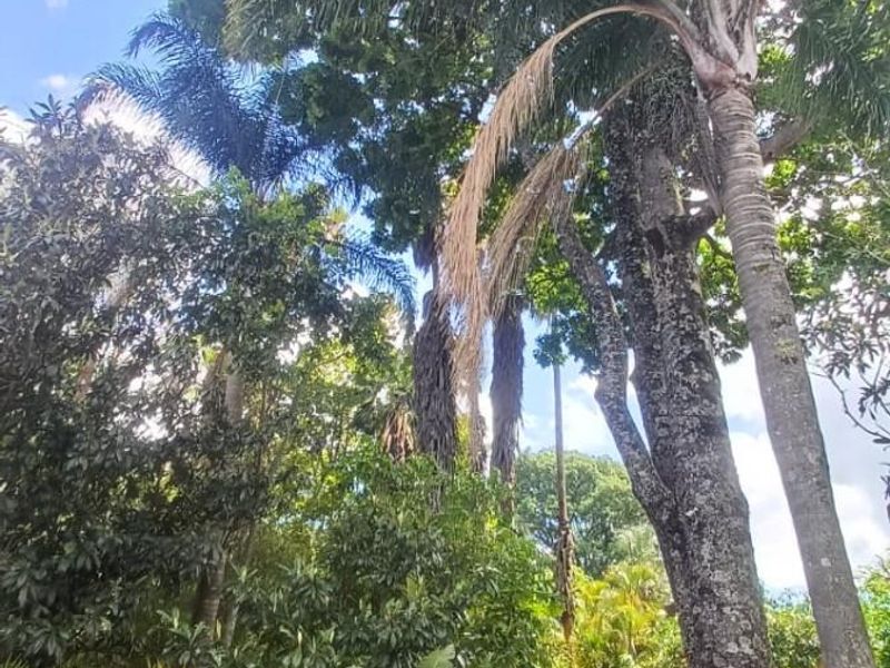 Small holding on Soutpansberg with Macadamia, Guava and Avocado trees. - Photo 9