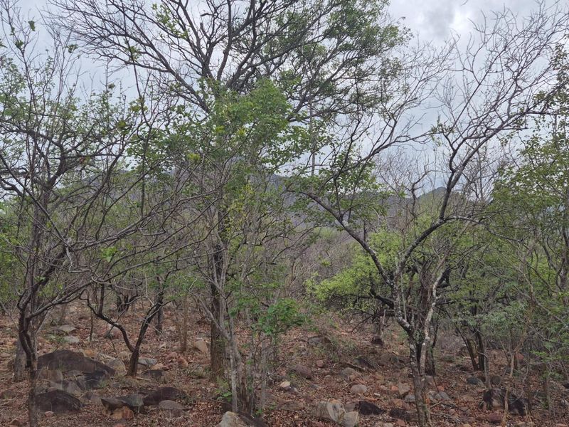 A Jewel of a Plot For Sale in Canyon Game Reserve, Hoedspruit - Photo 4