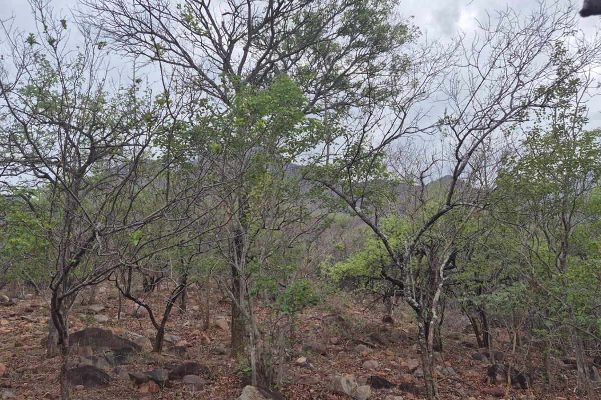 A Jewel of a Plot For Sale in Canyon Game Reserve, Hoedspruit - Photo 4