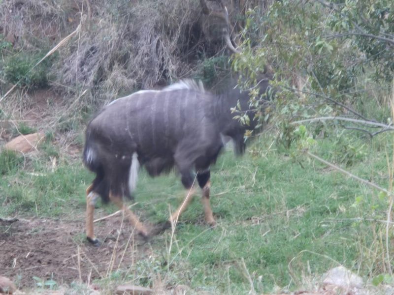 A Jewel of a Plot For Sale in Canyon Game Reserve, Hoedspruit - Photo 6