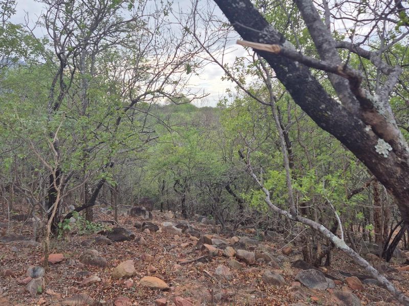A Jewel of a Plot For Sale in Canyon Game Reserve, Hoedspruit - Photo 10