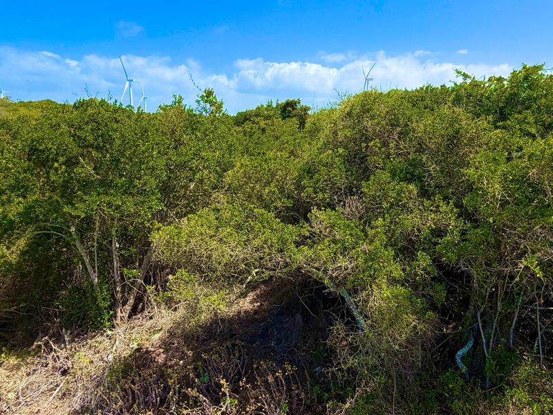 Cul-de-Sac Living in Blue Horizon Bay | Listed by Danté Koen, eXp Realty - Photo 9