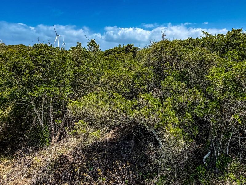 A view of the dense, natural vegetation covering the vacant residential land, with wind turbines visible in the distance.