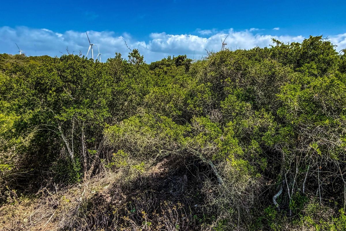 A view of the dense, natural vegetation covering the vacant residential land, with wind turbines visible in the distance.