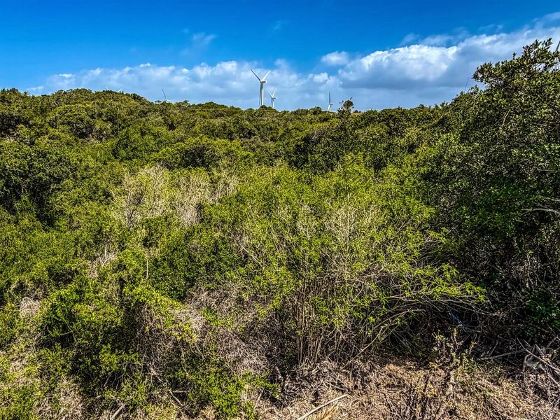 A view of the vacant residential land featuring dense natural vegetation and shrubbery with wind turbines visible in the distance.