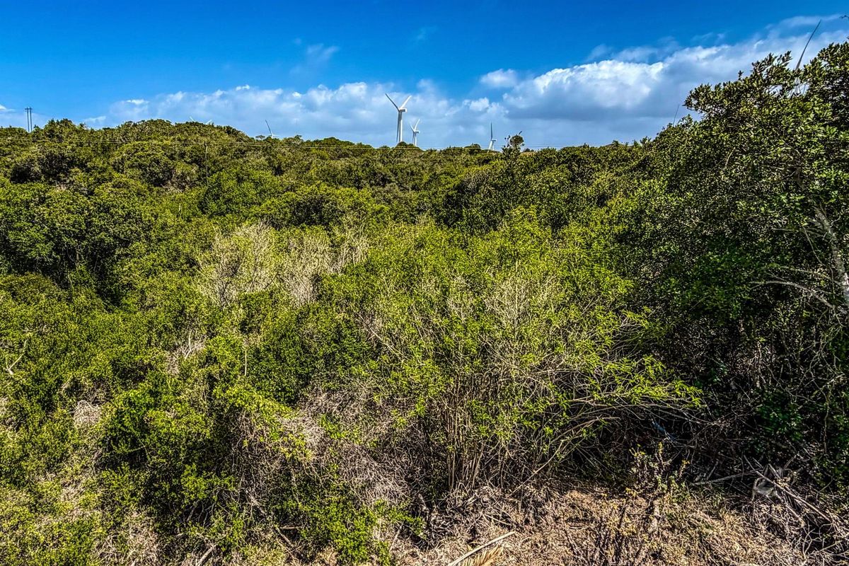 A view of the vacant residential land featuring dense natural vegetation and shrubbery with wind turbines visible in the distance.