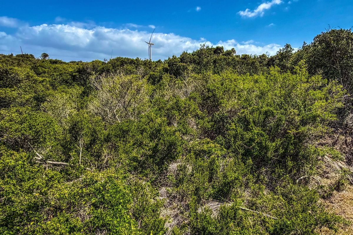 A view of the vacant residential land featuring dense natural vegetation and shrubbery with a distant wind turbine visible on the horizon.