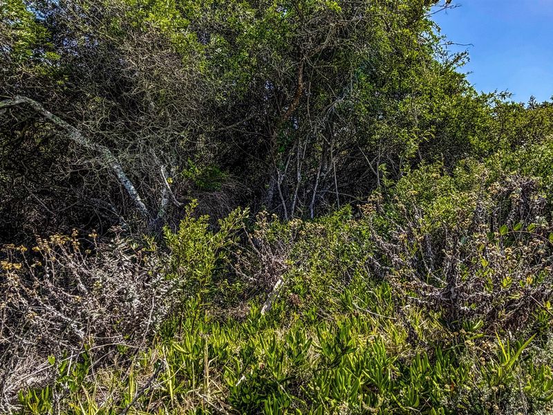 A view of the dense, natural vegetation and indigenous shrubbery covering the vacant residential land.