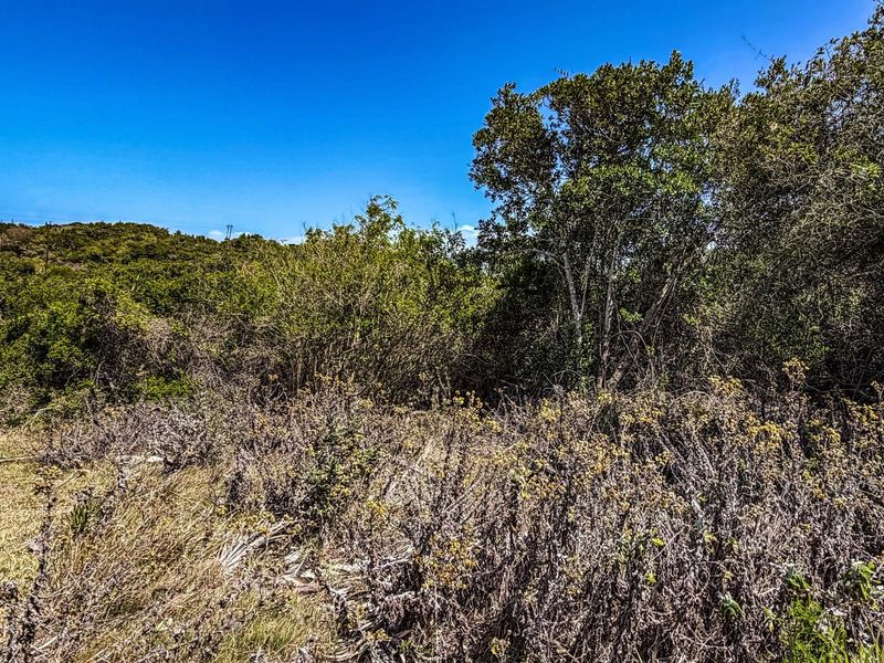 A view of the vacant residential land featuring dense natural vegetation and indigenous shrubbery under a clear blue sky.