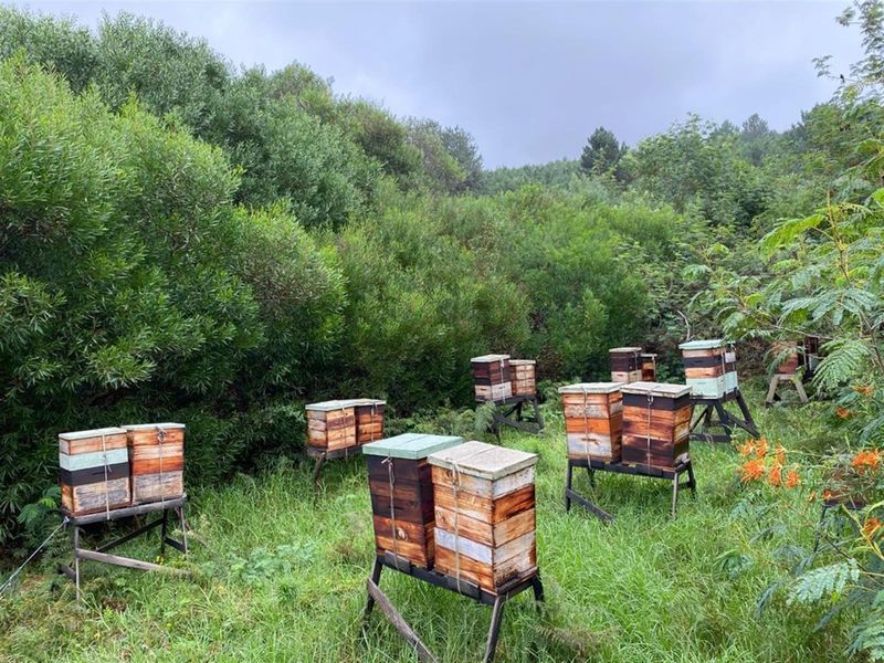 Vacant Land For Sale in Baardskeerdersbos - Photo 10