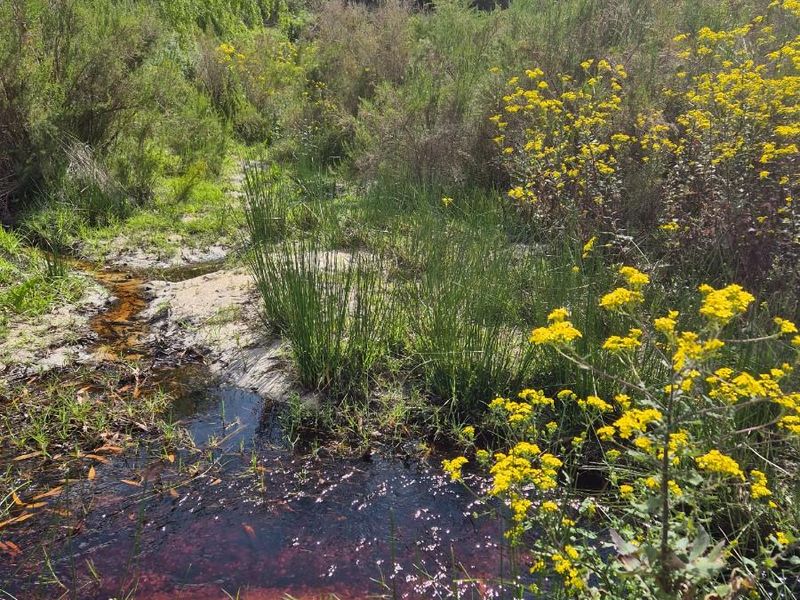 Vacant Land For Sale in Baardskeerdersbos - Photo 9