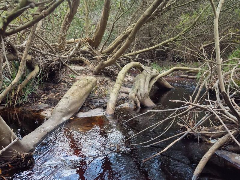 Vacant Land For Sale in Baardskeerdersbos - Photo 8