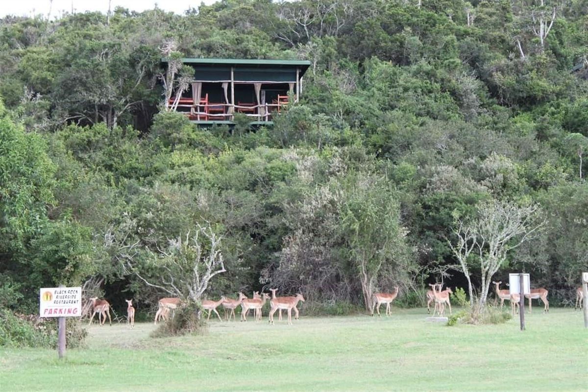 418 Hectare Game Farm in Port Alfred Rural - Photo 4