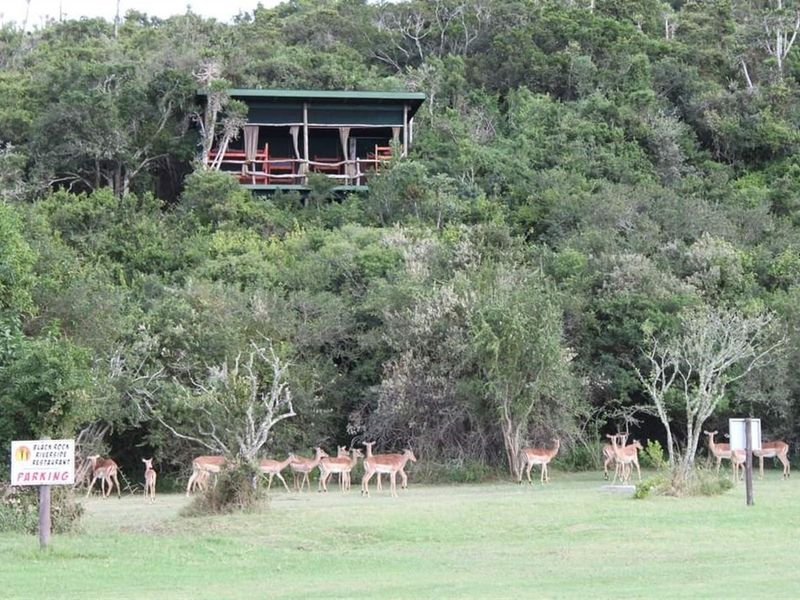 Elevated wooden structure nestled within dense forest vegetation, overlooking a grassy clearing with wildlife.