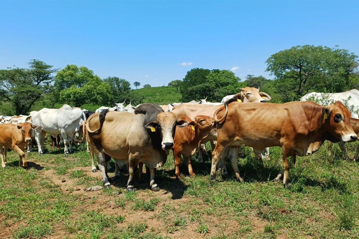 Developed cattle and game farm with venue and Lodge - Photo 3