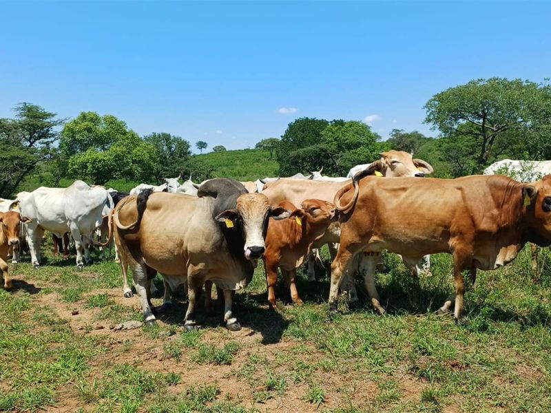 Developed cattle and game farm with venue and Lodge - Photo 3