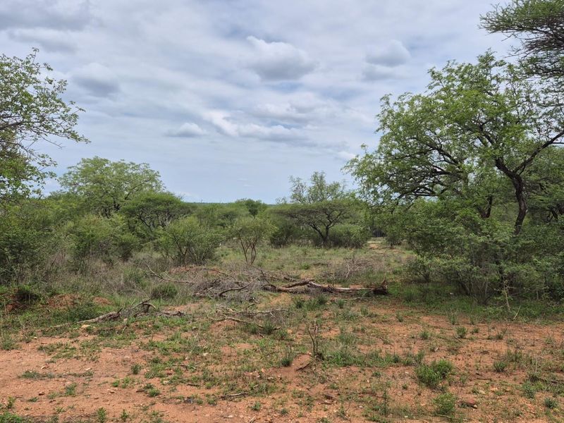 A natural, undeveloped plot of land featuring indigenous trees and native vegetation, offering a peaceful and scenic outdoor setting.