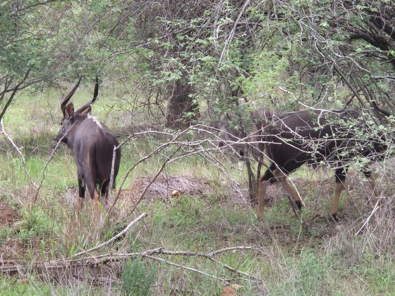 A natural outdoor area featuring wild animals in a wooded environment.