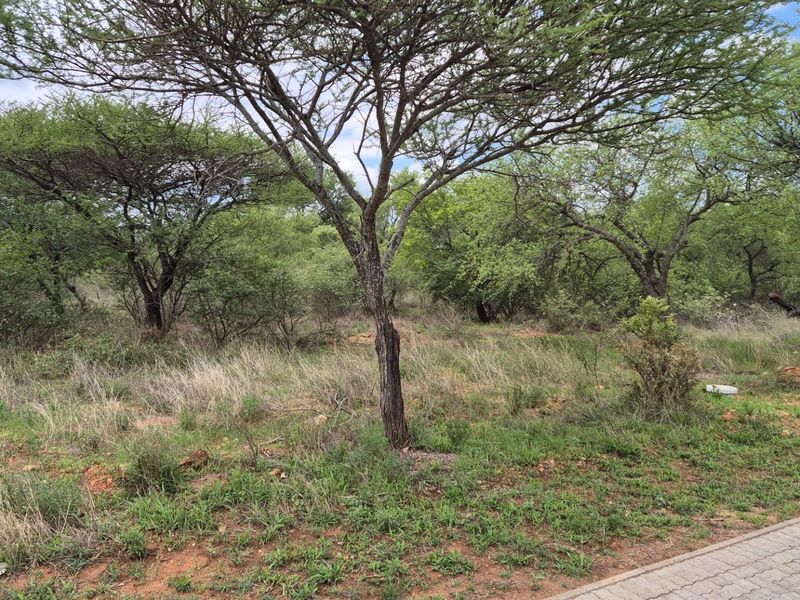 A natural, undeveloped garden area featuring established indigenous trees and a paved verge bordering the property.
