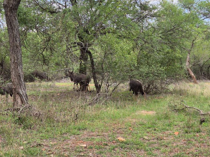 A natural wooded area featuring indigenous trees and wild vegetation, characteristic of a bushveld or estate landscape setting.