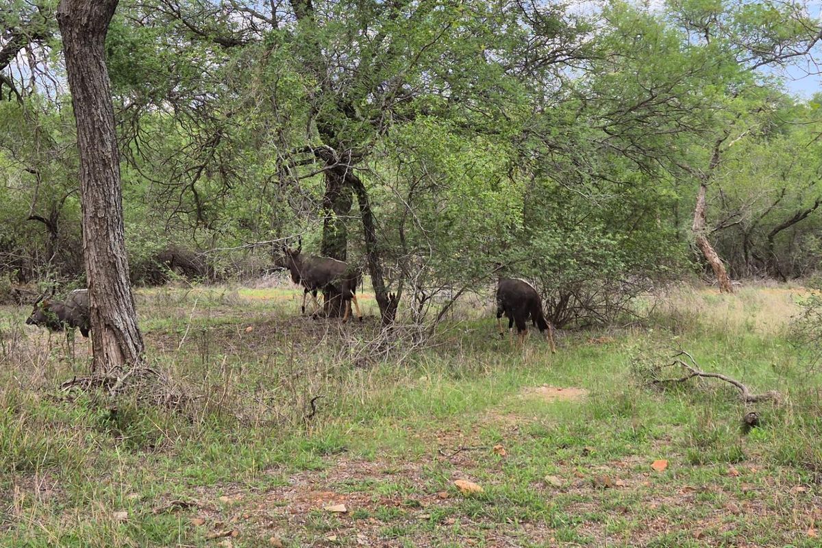 A natural wooded area featuring indigenous trees and wild vegetation, characteristic of a bushveld or estate landscape setting.