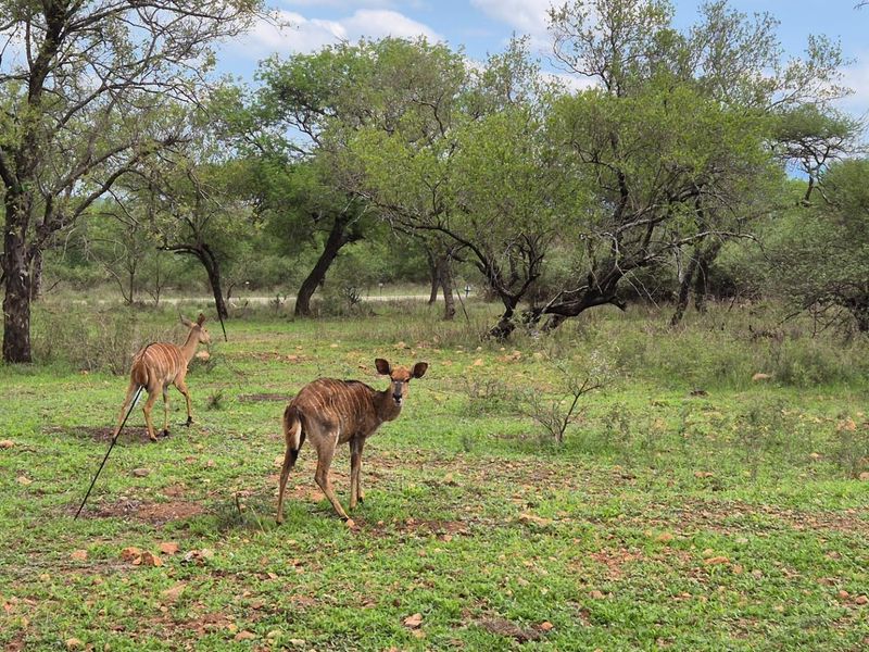 A natural outdoor landscape featuring indigenous trees and wildlife, typical of a bushveld estate setting.
