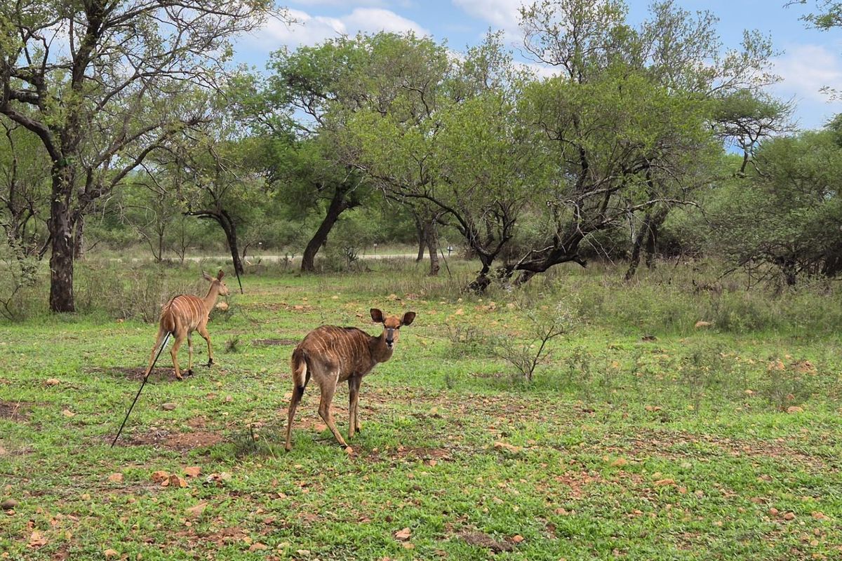 A natural outdoor landscape featuring indigenous trees and wildlife, typical of a bushveld estate setting.