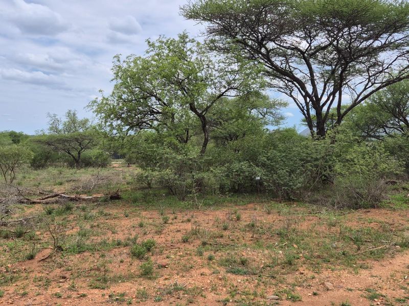 A view of a natural, undeveloped plot featuring indigenous trees and native vegetation, suitable for residential development.