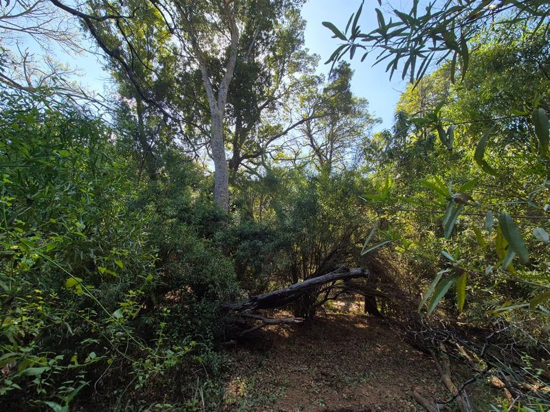 A large house under construction  on one of the best plots in Blyde Wildlife Estate, Hoedspruit - Photo 6