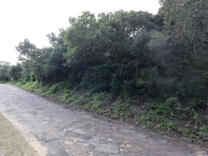 A view of a paved road bordering a plot of land with dense native vegetation.