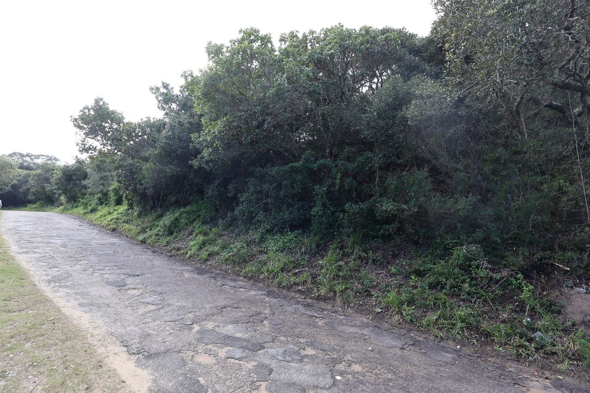 A view of a paved road bordering a plot of land with dense native vegetation.