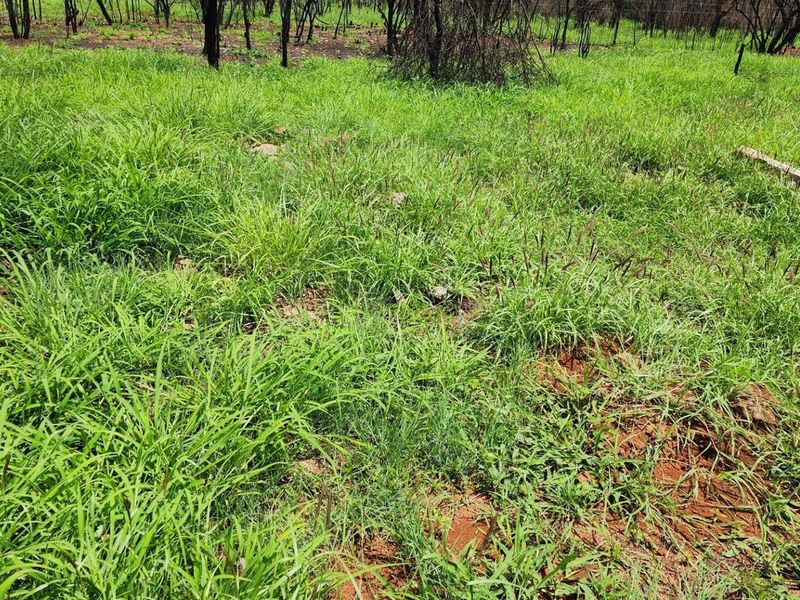 Smallholding in Noodhulp near Bela-Bela - Build your lodge or dream home - Photo 9