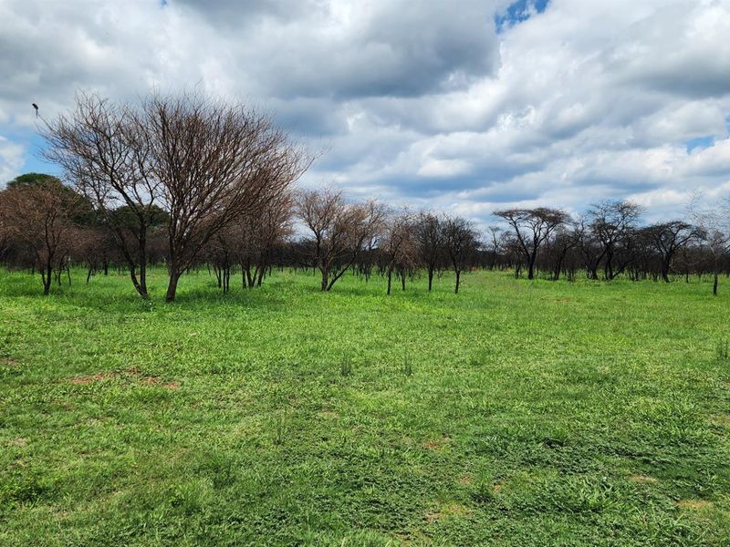 Smallholding in Noodhulp near Bela-Bela - Build your lodge or dream home - Photo 7