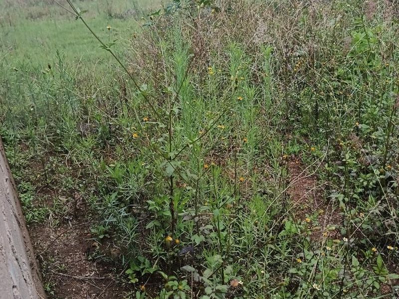 Residential Vacant land For Sale in Mankweng - Photo 4