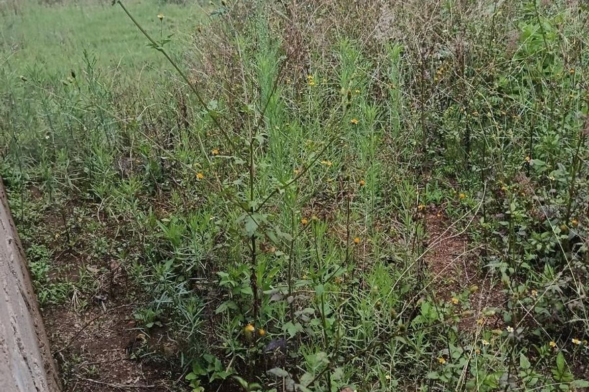 Residential Vacant land For Sale in Mankweng - Photo 5