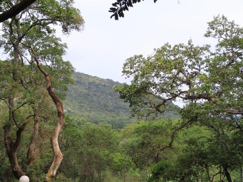 Soutpansberg Avocado and Macadamia Lyfestyle farm - Photo 9