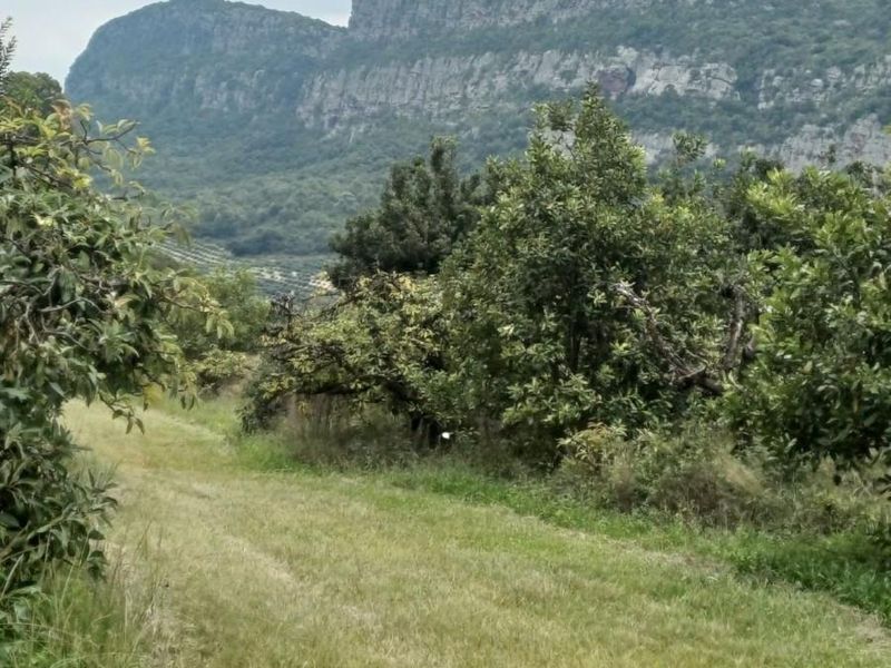 Soutpansberg Avocado and Macadamia Lyfestyle farm - Photo 8
