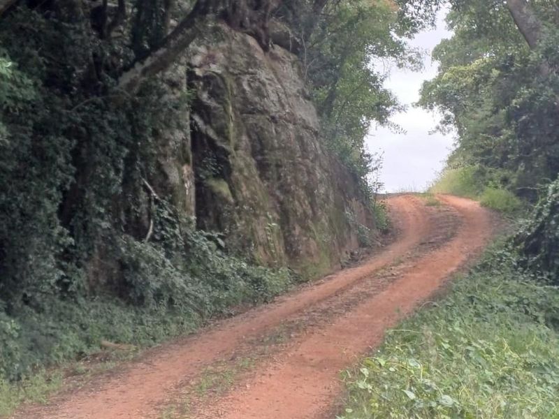 Soutpansberg Avocado and Macadamia Lyfestyle farm - Photo 4