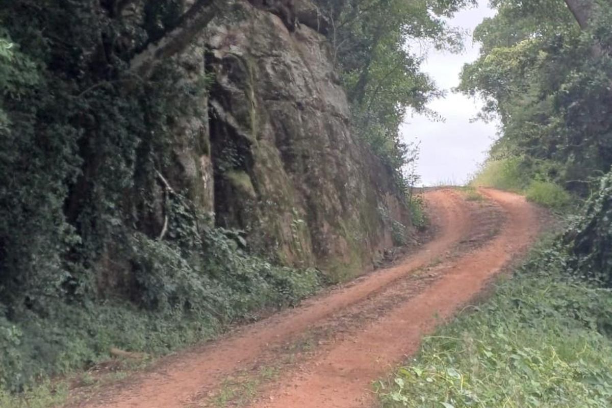 Soutpansberg Avocado and Macadamia Lyfestyle farm - Photo 4