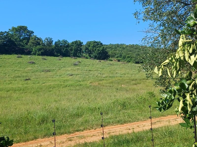 Lifestyle investment: Game fenced, avo orchard, 3 houses and solar power. - Photo 9