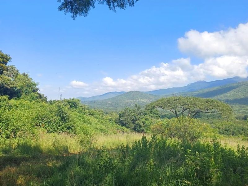 Lifestyle investment: Game fenced, avo orchard, 3 houses and solar power. - Photo 10