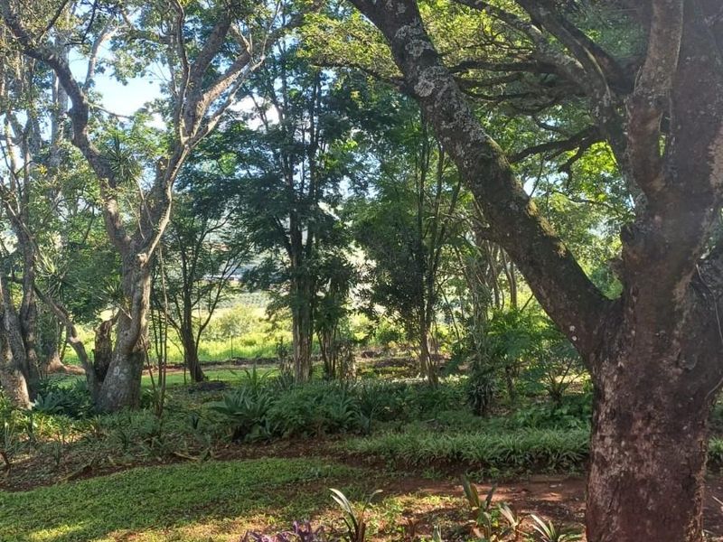 Lifestyle investment: Game fenced, avo orchard, 3 houses and solar power. - Photo 8