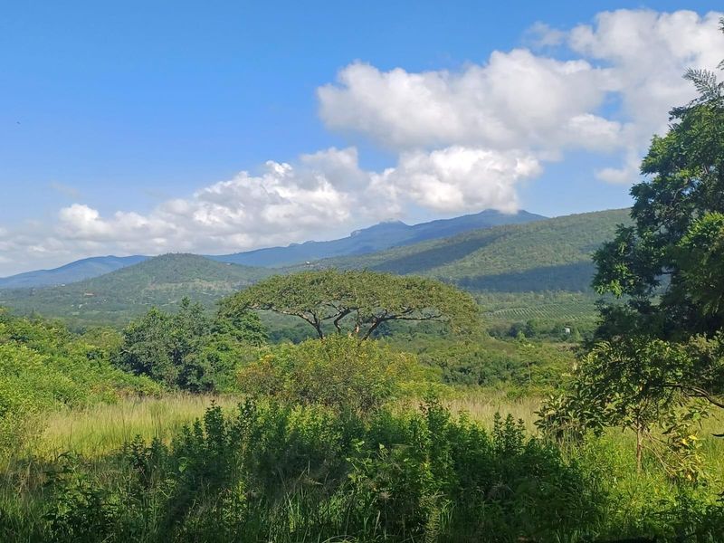 Lifestyle investment: Game fenced, avo orchard, 3 houses and solar power. - Photo 4