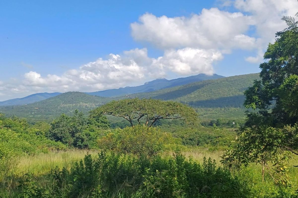 Lifestyle investment: Game fenced, avo orchard, 3 houses and solar power. - Photo 4