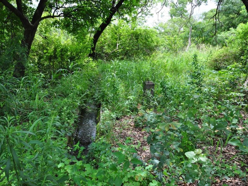 A view of a natural garden area featuring an irrigation canal and dense, overgrown vegetation on the small holding property.