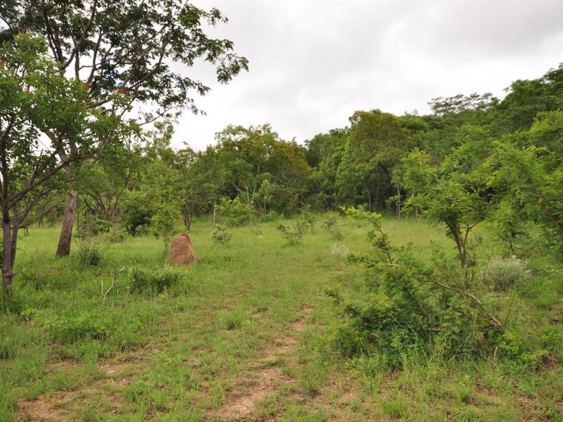 A view of the natural, undeveloped garden area featuring indigenous trees and vegetation on the small holding property.