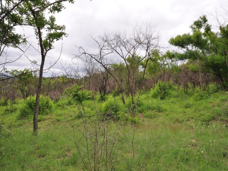 A view of the natural, undeveloped garden area featuring indigenous trees and wild grass on the small holding property.