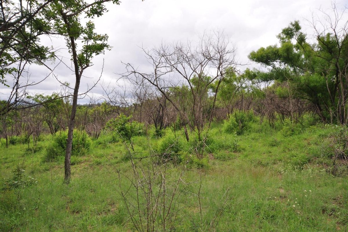 A view of the natural, undeveloped garden area featuring indigenous trees and wild grass on the small holding property.