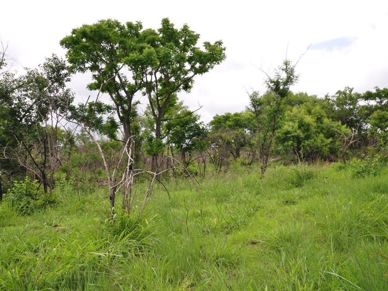 A view of the natural, undeveloped garden area featuring established indigenous trees and wild grassland on the small holding.